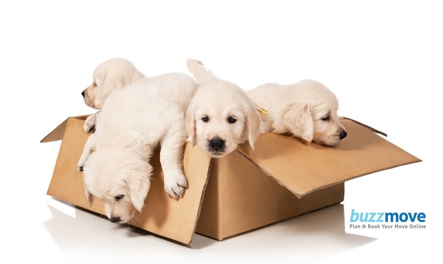 7 Top tips when moving home with pets